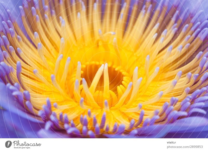 Extreme Close-up of a beautiful purple lotus flower Garden Decoration Environment Nature Plant Spring Summer Flower Leaf Blossom Foliage plant Pond Fresh