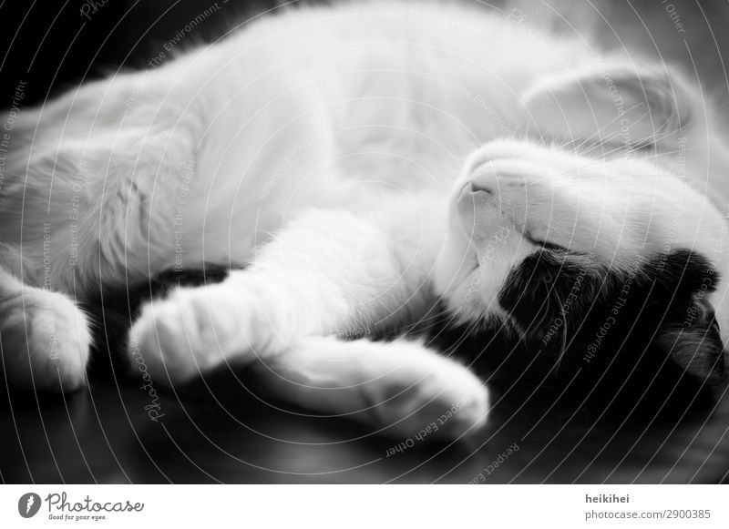 SLEEP CAP Animal Pet Cat 1 Relaxation Lie Sleep Fantastic Healthy Glittering Happy Beautiful Cute Clean Feminine Soft Black White Contentment Trust