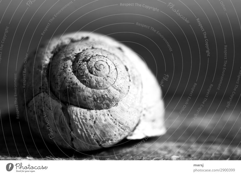Marked by life Animal Snail shell 1 Spiral Old Dark Creepy Cold Natural Power Sadness Grief Death Loneliness Exhaustion Senior citizen Uniqueness End Transience