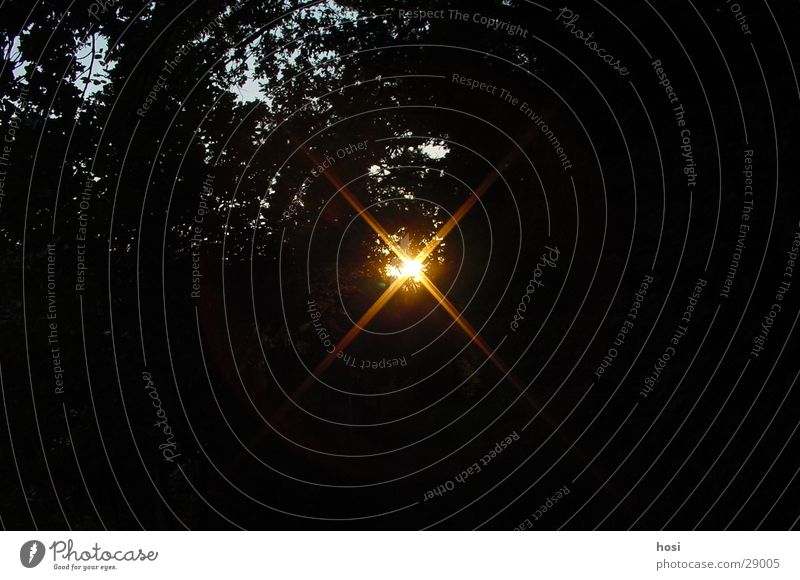 sun hole Sunset Forest Tree Lighting Nature