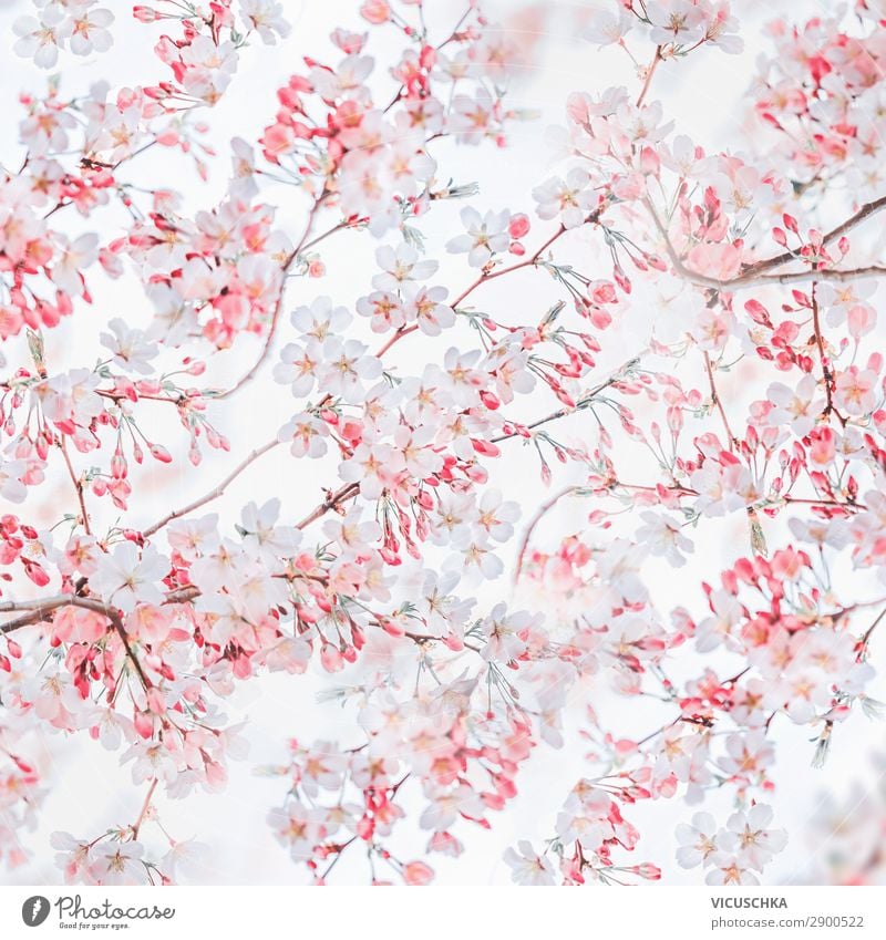 Spring nature background with pink white blossom of cherry trees.  Springtime nature. Cherry blossom pattern - a Royalty Free Stock Photo from  Photocase