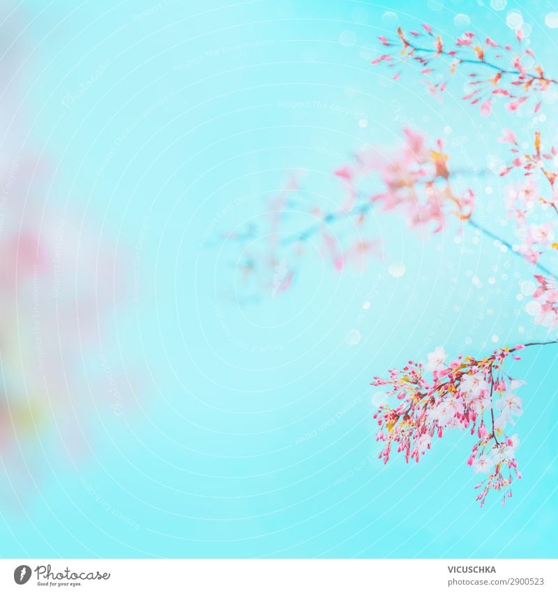 Pink spring blossoms of the cherry at the turquoise blue Design Garden Nature Plant Spring Flower Bushes Leaf Blossom Blue Background picture Cherry blossom