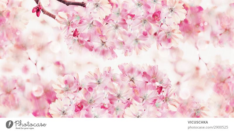 Spring nature background with pink blossom of cherry trees Design Garden Nature Sunlight Bad weather Flower Leaf Blossom Park Flag Pink White Background picture