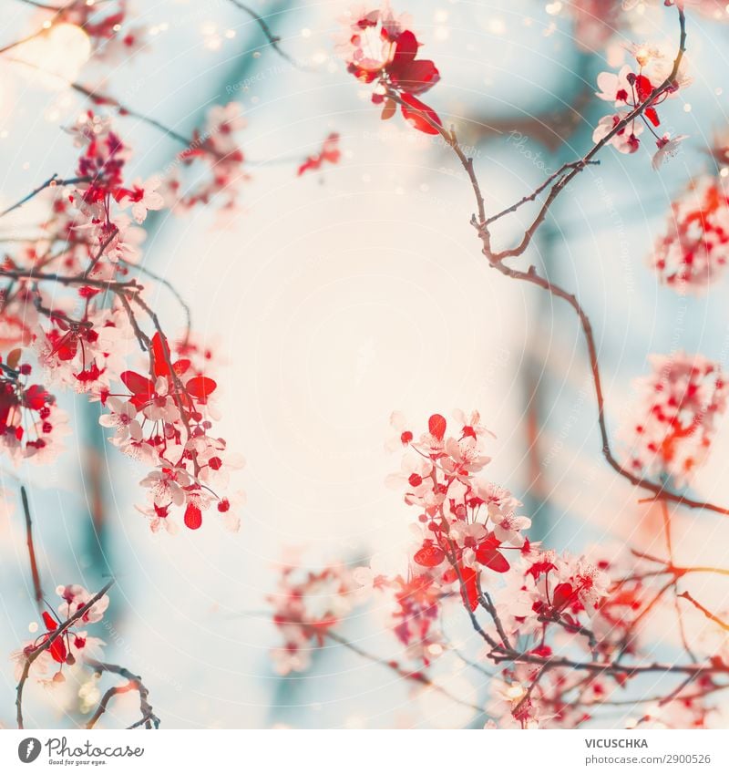 Nature Background With Beautiful Cherry Blossoms A Royalty Free