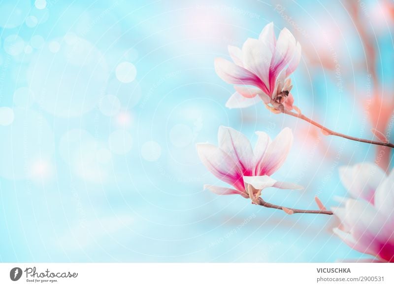 Spring nature background with magnolia flowers - a Royalty Free Stock Photo  from Photocase