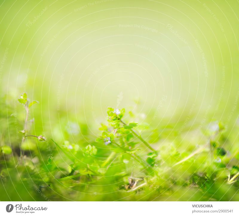 Green summer or spring nature background Design Summer Garden Nature Plant Spring Park Meadow Background picture Colour photo Exterior shot Day Sunlight Blur