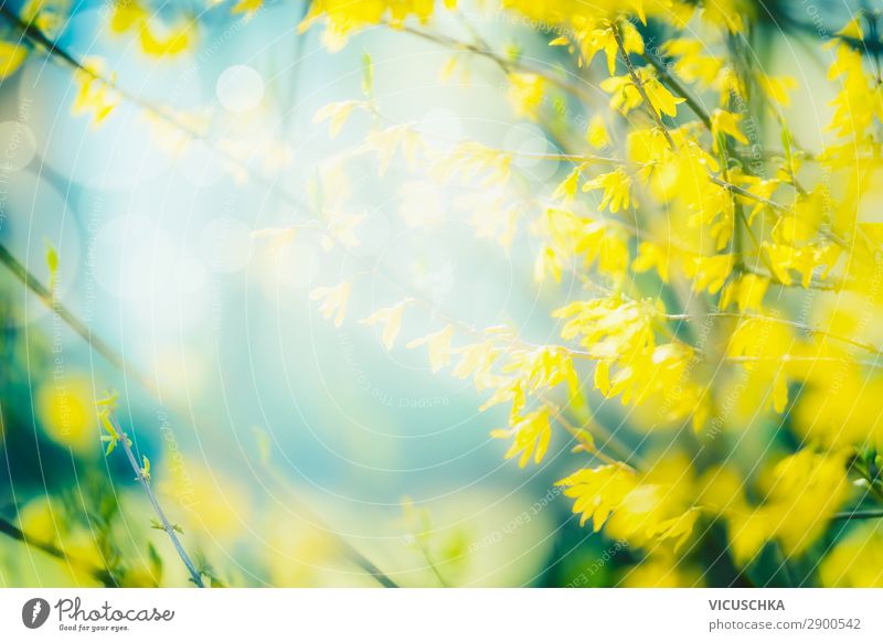 Sunny spring nature background with yellow flowers Lifestyle Design Summer Garden Nature Plant Spring Beautiful weather Leaf Blossom Park Forest Blossoming