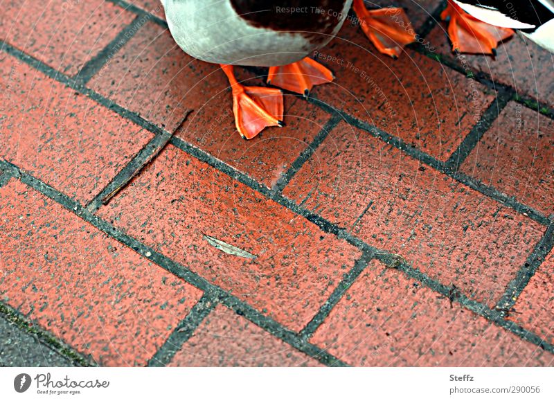 Ducks on the sidewalk duck feet ducks off Sidewalk Going out In transit Clumsy differently unusual duckfoot out of place Feeding area Webbing Paving stone Near
