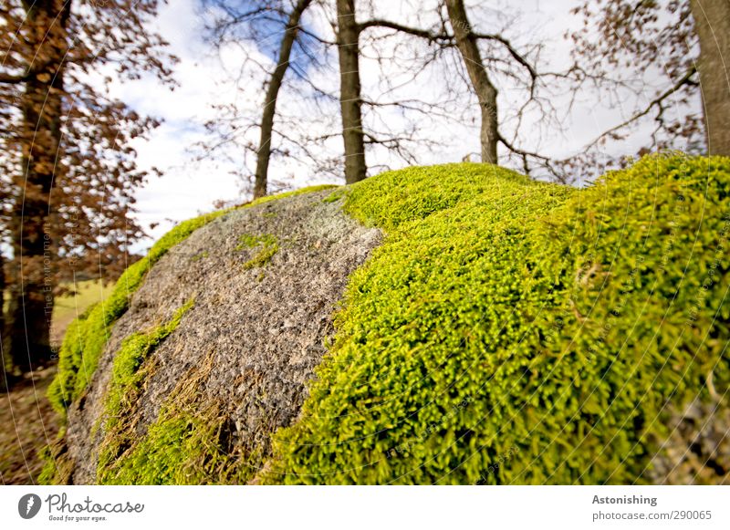 moss Environment Nature Landscape Sky Clouds Autumn Weather Plant Tree Grass Bushes Moss Leaf Wild plant Forest Soft Blue Gray Green Stone Rock Branch