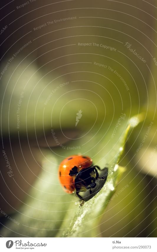Luck for everyone Plant Animal Summer Leaf Wild animal Beetle Ladybird 1 Crawl Happy Small Natural Yellow Green Orange Black Colour photo Close-up