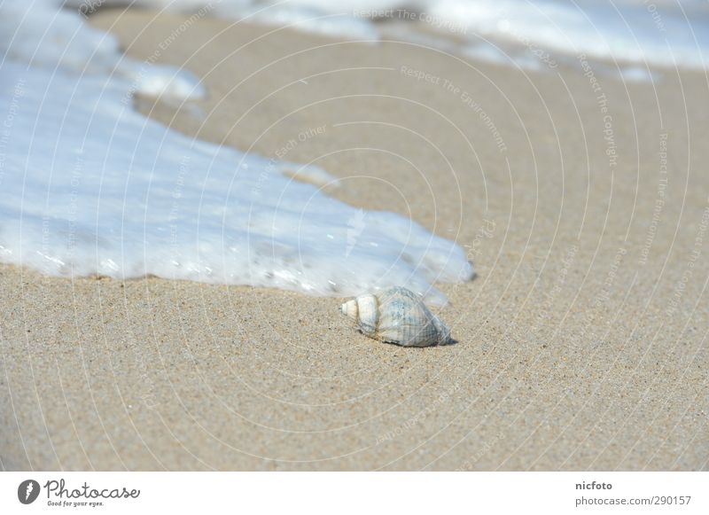 Shell in the surf Nature Elements Earth Sand Water Waves Coast Beach North Sea Baltic Sea Ocean Simple Fluid Infinity Good Bright Wet Natural Beautiful Brown