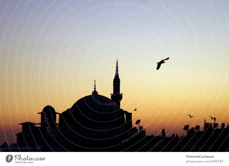 Dusk in Istanbul. Town Port City Downtown Skyline Roof Tourist Attraction Mosque House of worship Minaret Bird Sunset Summer Tradition Culture Turkey Prayer