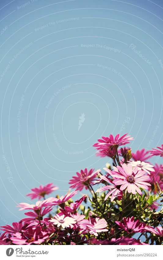 Summer scent. Nature Esthetic Flower Flowerpot Window box Blue Heaven Blossom Blossoming Pink Contrast Decent Mother's Day Colour photo Subdued colour