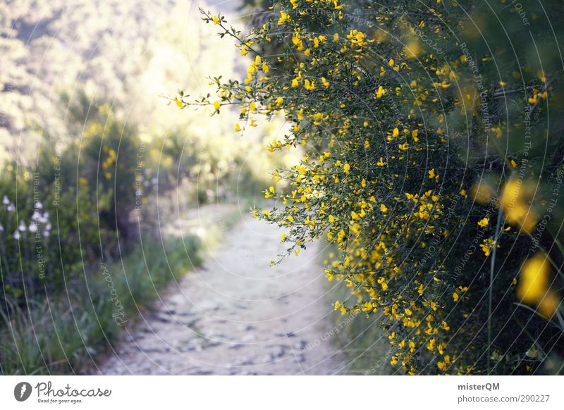 Hidden Valldemossa. Nature Landscape Plant Esthetic Lanes & trails Wayside Bushes Shabby Mediterranean Pilgrim Blossom Spain Majorca Blossoming Sunbeam Shadow