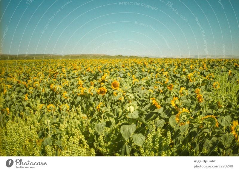 solar field Environment Landscape Plant Summer Beautiful weather Agricultural crop Agriculture Sunflower Field Crops Sunflower field Israel Esthetic Energy