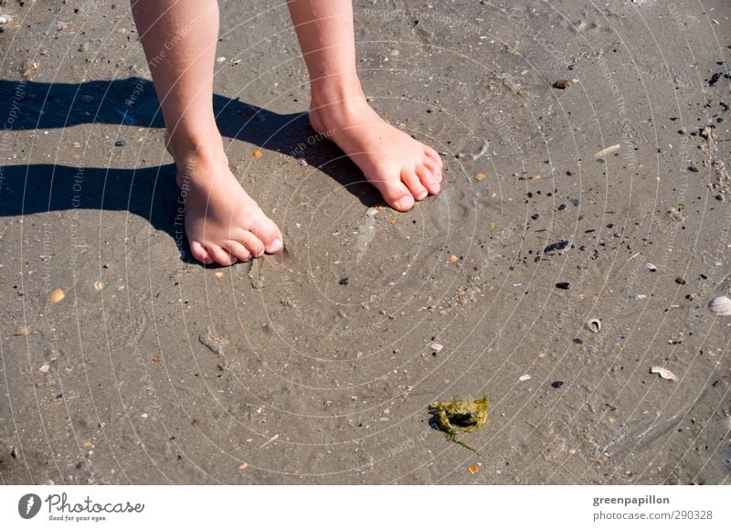 Children's feet on the beach Children's foot Beach Vacation & Travel Beach vacation Shrimp Mussel Girl Boy (child) Family outing Feet Barefoot Sand Toes Nail