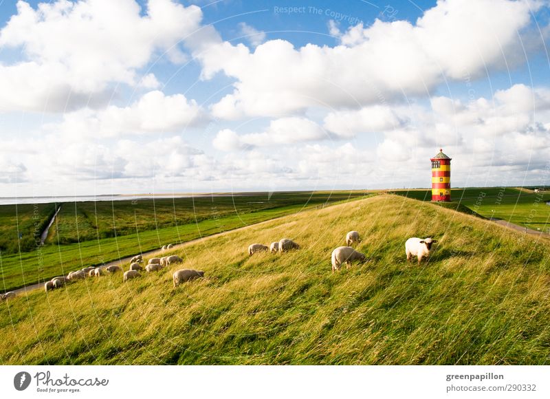 Flock of sheep on the coast at the Pilsum lighthouse Lighthouse Sheep crumhorns North Sea Greetsiel Dike Ocean Germany Lower Saxony Vacation & Travel Grass