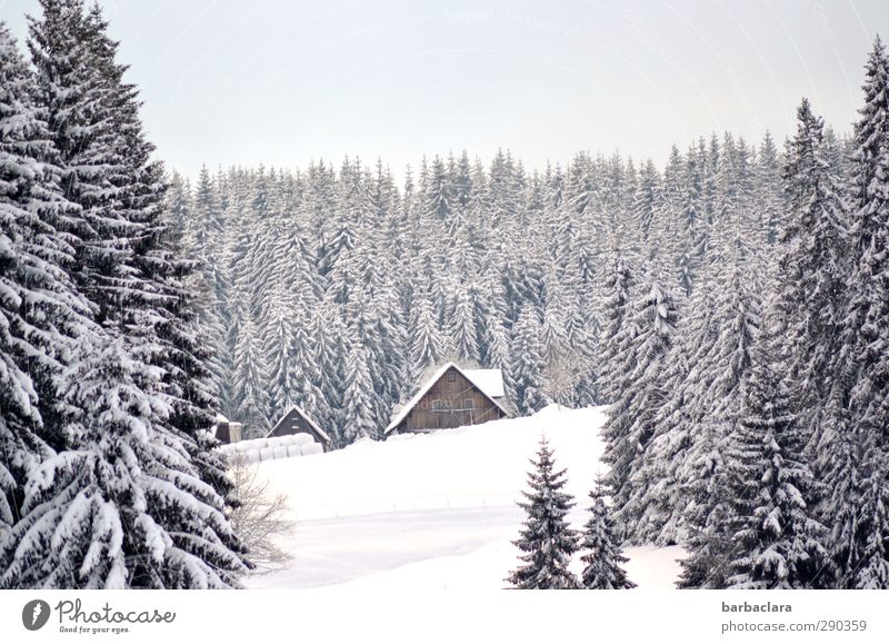 Black Forest idyll Nature Landscape Winter Beautiful weather Snow House (Residential Structure) Farm Agriculture Bright Cold White Moody