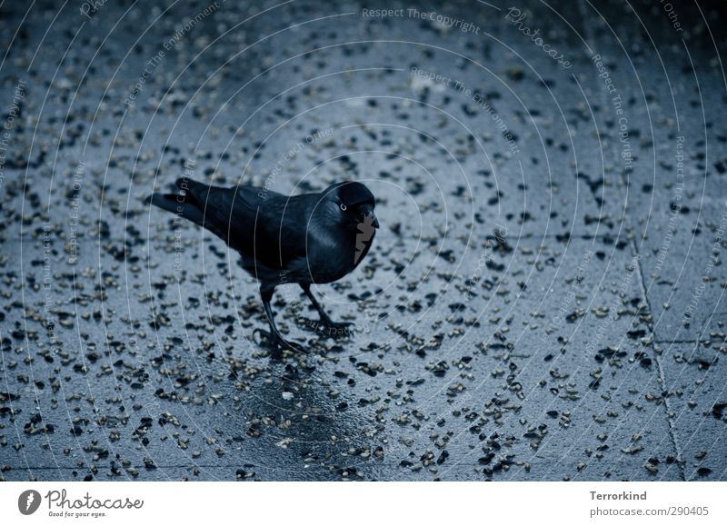 there.it.is. Bird Animal Black Raven birds Crow Wing Feather Beak Appetite Stone Asphalt Gray Dark Eerie