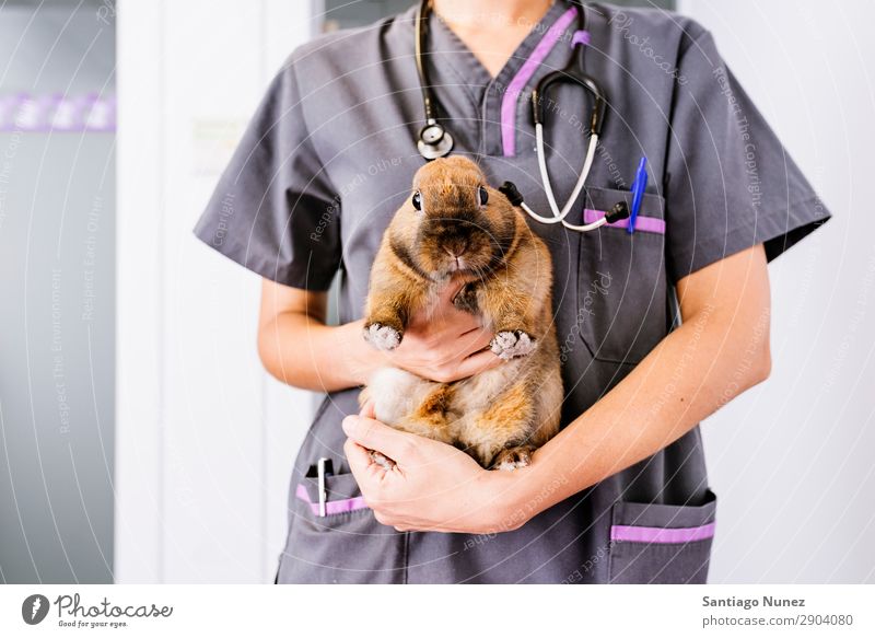 Veterinarian doctor is making a check up of a rabbit. Mouse coney Hare & Rabbit & Bunny cony veterinary Portrait photograph Hand clinic Animal Doctor Nurse