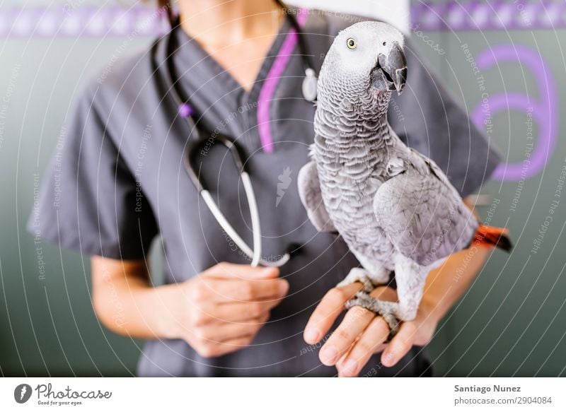Veterinarian doctor is making a check up of a parrot. Bird Portrait photograph Exotic veterinary Hand clinic Animal Doctor Nurse Healthy Pet Uniform