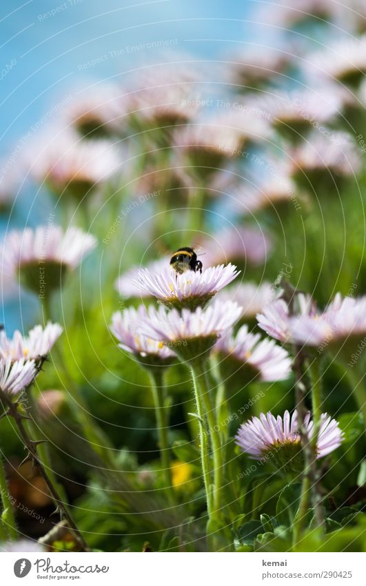 Undermanned Bumble Bee Paradise Environment Nature Plant Animal Sun Summer Beautiful weather Flower Blossom Wild plant Meadow Wild animal Insect Bumble bee 1