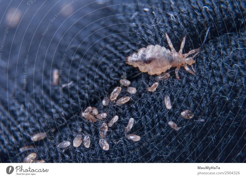 Macro of male and female chewing louse Body Medication Child Human being Nature Animal Microscope Small Clean Wild Dangerous Insect Biology Bug fauna