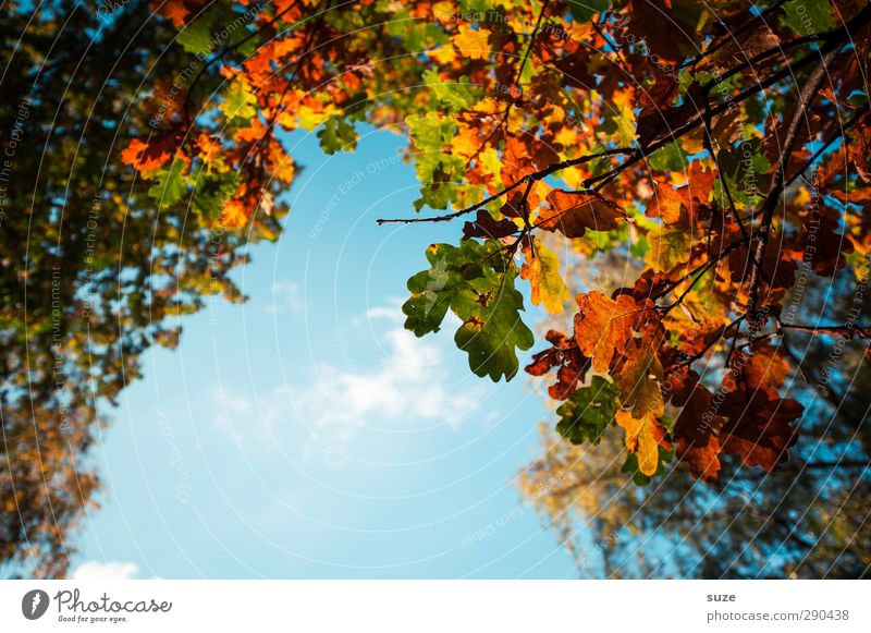 opening Environment Nature Plant Sky Autumn Beautiful weather Leaf Hang Esthetic Natural Blue Green Orange Autumn leaves Autumnal Seasons Early fall October