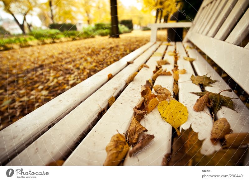 Undermanned. Take a seat. Environment Nature Autumn Weather Outskirts Park Wood Authentic Beautiful Yellow White Loneliness Break Calm Autumn leaves Autumnal