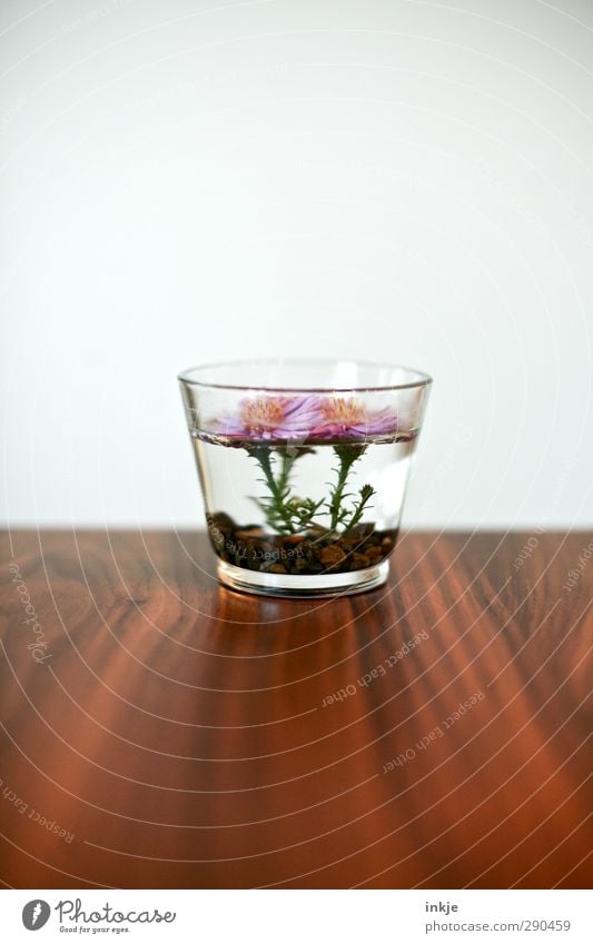 flowering, pink, wet Table Water Decoration Vase glass vase Wood Glass Blossoming Simple Wet Beautiful Brown Pink White Pure Growth Colour photo Interior shot