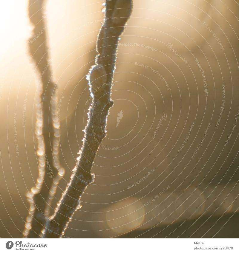 one morning Environment Nature Plant Sun Sunrise Sunset Winter Ice Frost Tree Branch Cold Natural Brown Sustainability Calm Leaf bud Colour photo Subdued colour