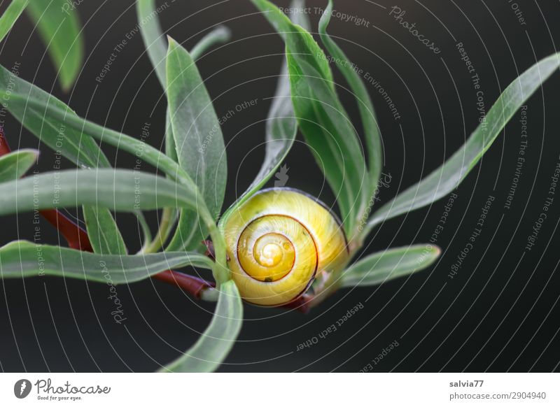 yellow cottage Environment Nature Plant Leaf Twig Pasture Animal Snail 1 Calm Protection Spiral Yellow Black Green Structures and shapes Contrast