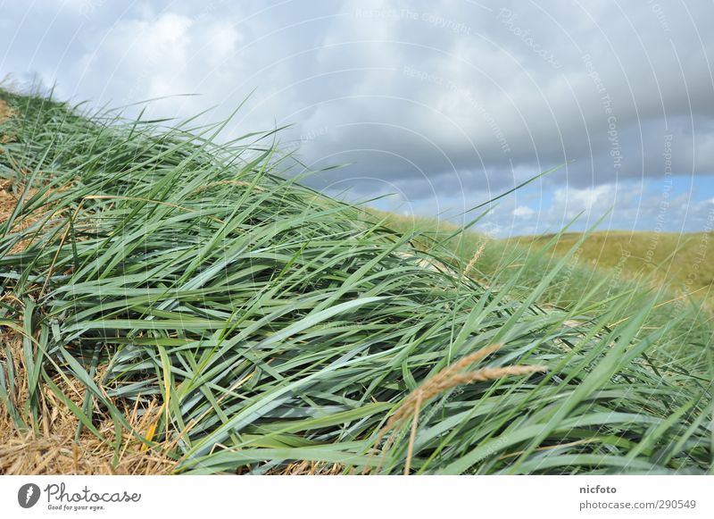 With the wind Environment Nature Landscape Plant Animal Sand Water Climate Weather Beautiful weather Grass Waves Coast Beach Hiking Free Blue Green Contentment