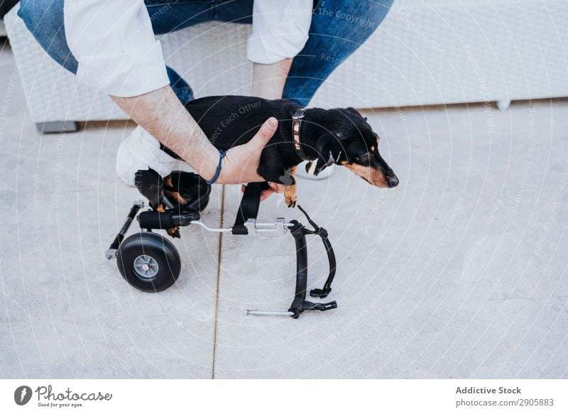 Man fixing wheelchair on dog Dog Wheelchair paralyzed Handicapped Dachshund disabled physical Relaxation Medication invalid Illness Domestic Pet Animal Help