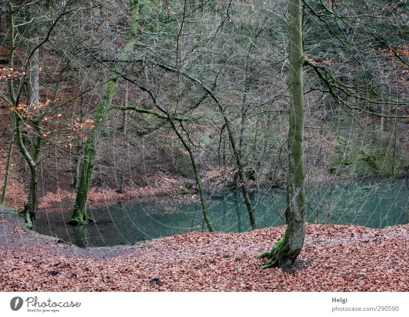 the Blue Sea... Hiking Environment Nature Landscape Plant Winter Flower Leaf Forest Lakeside Stand To dry up Growth Esthetic Authentic Exceptional Simple Cold