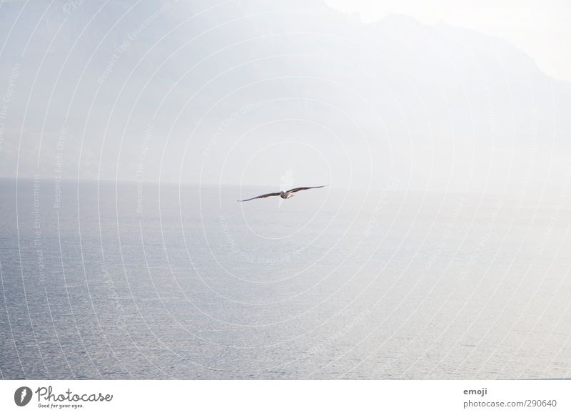 Freedom Environment Nature Air Water Sky Cloudless sky North Sea Baltic Sea Ocean Lake Animal Bird 1 Bright Blue Seagull Far-off places Colour photo