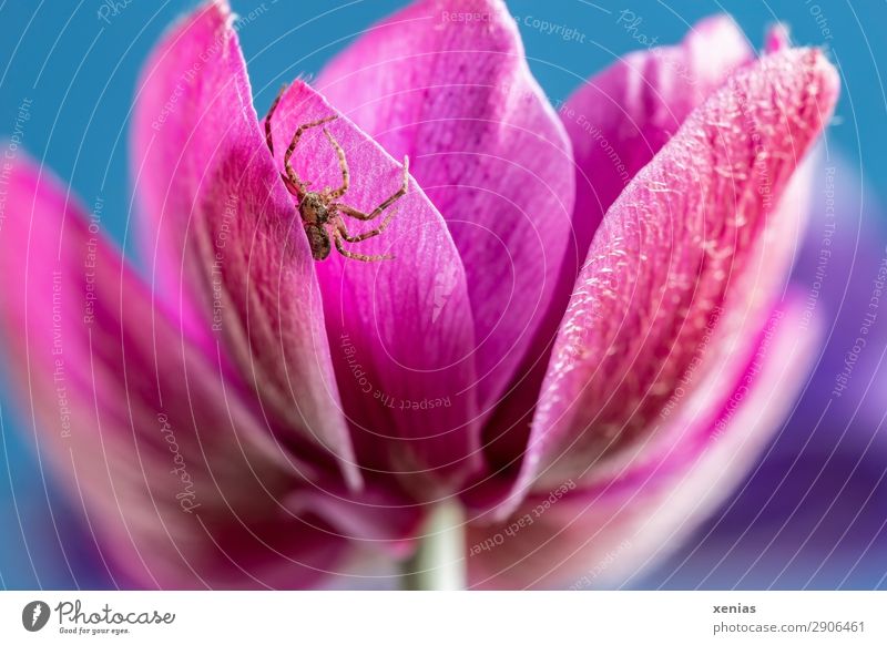 Small spider at the anemone Nature Spring Summer Flower Blossom Anemone Garden Park Animal Spider 1 Blue Brown Pink Hide Nursery web spider Wild animal