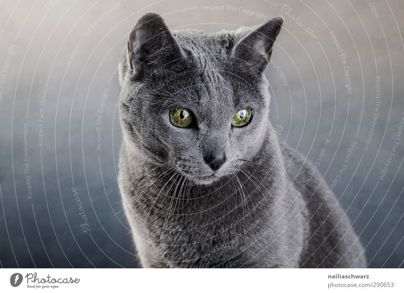 Portrait of a cat Animal Pet Cat 1 Observe Discover Glittering Illuminate Looking Dream Elegant Friendliness Beautiful Cuddly Curiosity Cute Positive Blue Gray