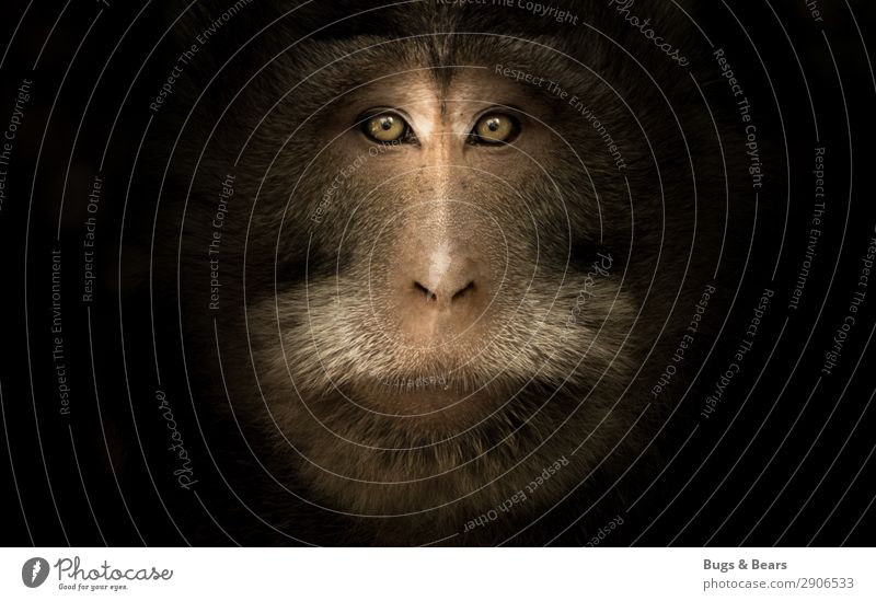 macaque portrait Animal Wild animal Animal face 1 Aggression Esthetic Threat Brown Willpower Might Brave Trust Nature Monkeys Eyes Dark Near Strong Superior