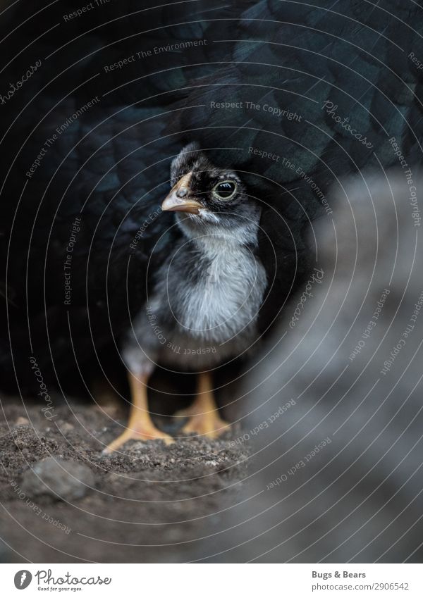 Mama is the best hiding place Animal Farm animal Black Fear Chick Barn fowl Baby animal Child Insecure Protector Mother Hide Hiding place Beak Poultry Safety