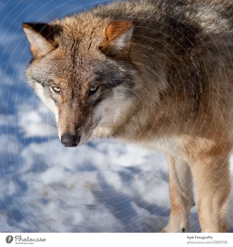 Wolf 58 Environment Nature Animal Ice Frost 1 Esthetic Authentic Elegant Free Beautiful Cold Smart Blue Brown Moody Contentment Joie de vivre (Vitality) Bravery