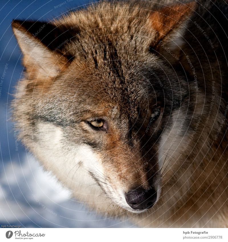 Wolf 3 Environment Nature Animal Sunlight Winter Ice Frost 1 Esthetic Authentic Exceptional Simple Blue Brown Moody Joie de vivre (Vitality) Self-confident