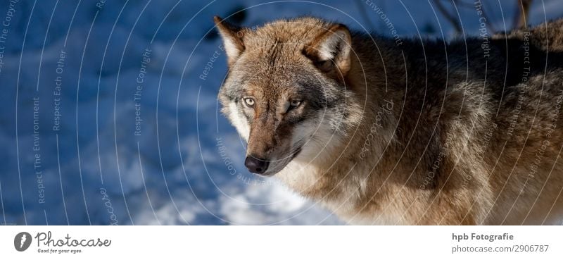 Wolf 2 Environment Nature Animal Winter Beautiful weather Ice Frost 1 Esthetic Athletic Exceptional Natural Smart Blue Brown Moody Joie de vivre (Vitality)