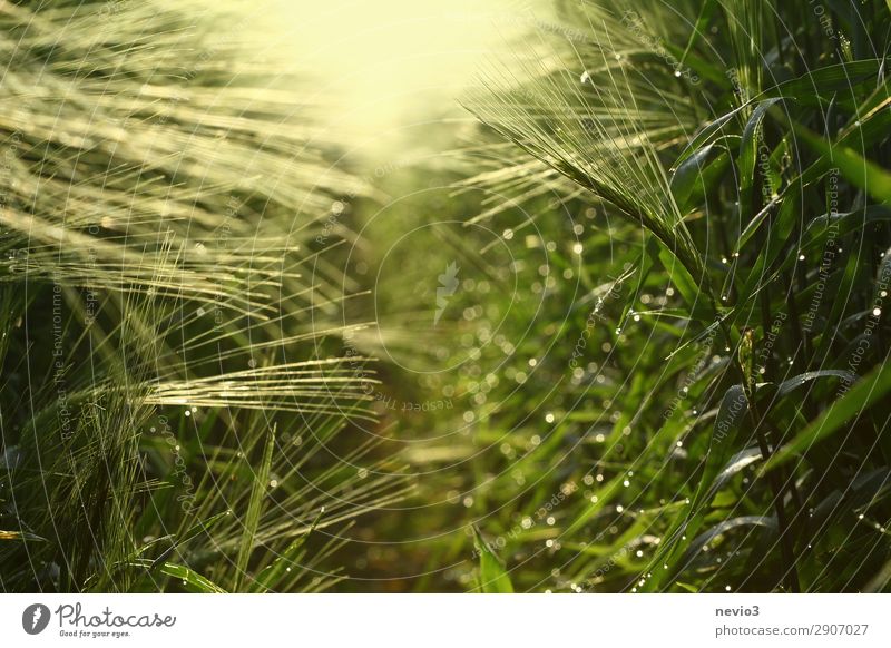 Barley field in spring Environment Nature Spring Summer Plant Grass Agricultural crop Yellow Green Joie de vivre (Vitality) Spring fever Barleyfield Barley ear