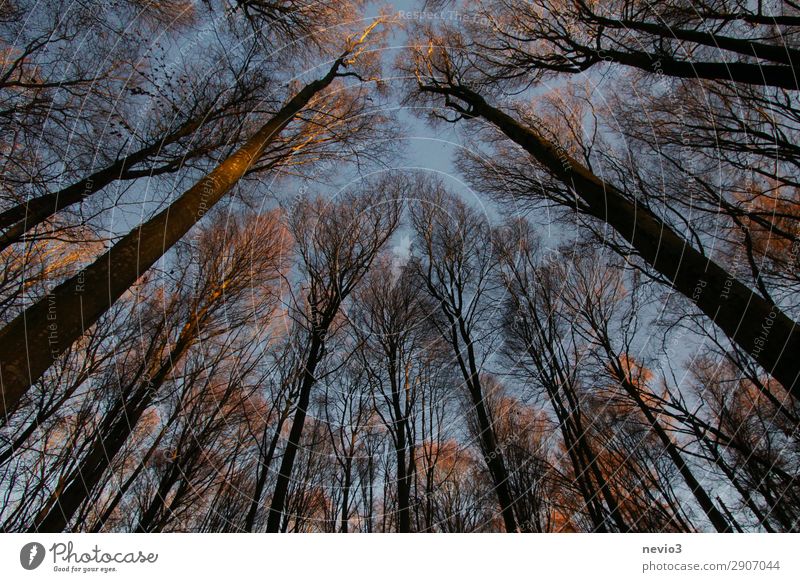 Bare trees Nature Landscape Tree Agricultural crop Old Dark Wild Forest Clearing Edge of the forest Forestry Forstwald Silhouette Sunlight Evening sun Warmth