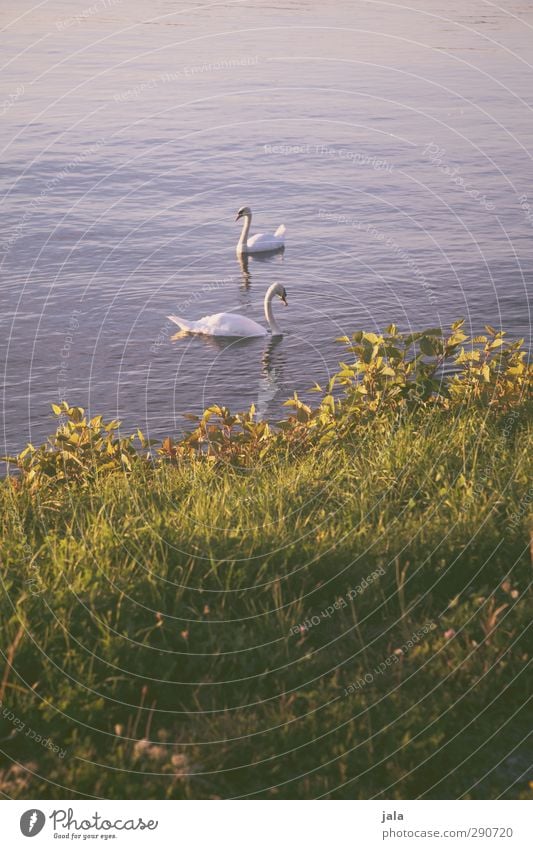 swans Plant Foliage plant River bank Animal Wild animal Swan 2 Esthetic Natural Blue Green Relationship Colour photo Exterior shot Deserted Copy Space top Day