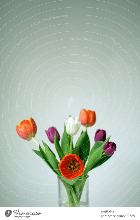 A colourful bouquet inside against the dreary grey outside! Tulip Leaf Blossom Decoration Flower vase Vase Bouquet Glass Blossoming Happiness Multicoloured