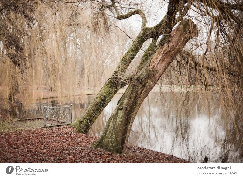 silence at the lakeside Landscape Autumn Tree Park Lakeside Terrace Fence Handrail Natural Gloomy Brown Orange Serene Calm Unwavering Modest Humble Sadness