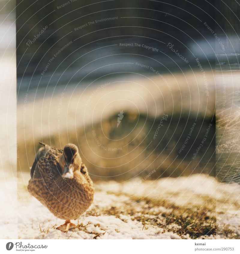 Being able to stand well on one leg Winter Beautiful weather Ice Frost Plant Grass Animal Wild animal Bird Animal face Duck Beak female 1 Looking Stand