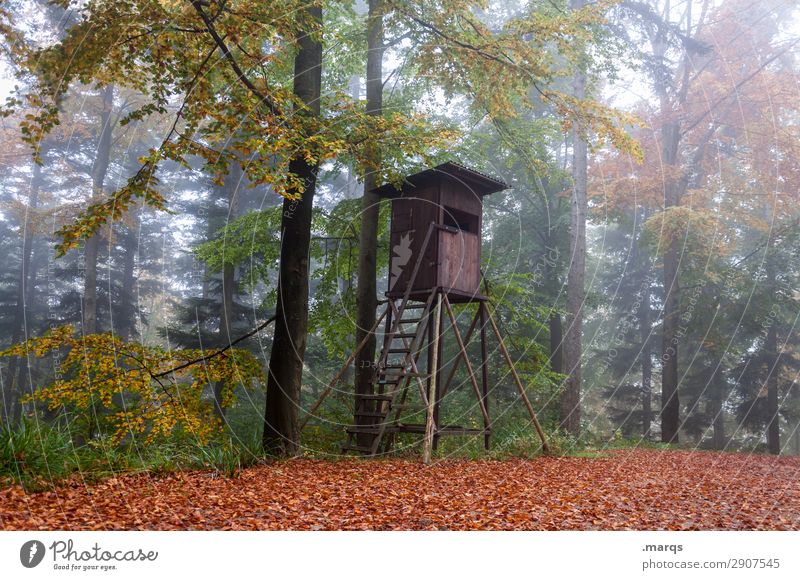 raised hide Forester Agriculture Forestry Environment Nature Autumn Fog Tree Hunting Blind Moody Idyll Sustainability Colour photo Exterior shot Deserted